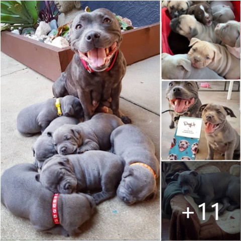 Sweet moment: The dog beams proudly at its owner as it successfully gives birth to 6 adorable puppies.