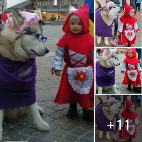 Little Child Dressed Up As Red Riding Hood And Her “Big Bad Wolf” Husky Are So Adorable They Go Viral