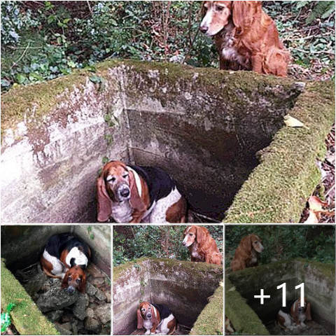 Falling into the pit: the dog sat waiting for more than 5 days, no one came to save his friend