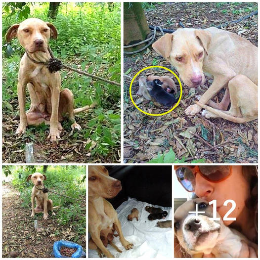 A mother dog, tied up and left to die, kept her puppies alive for 10 days while waiting for help, showcasing unyielding maternal love and determination, a testament to a mother’s unbreakable bond.